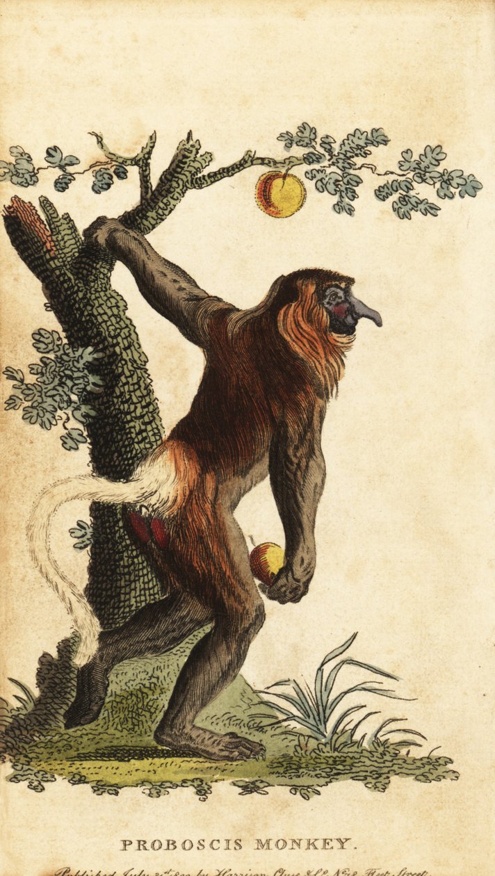 Langnæset abe, Nasalis larvatus. truet. ,1800 (gravering) af Johann Eberhard Ihle