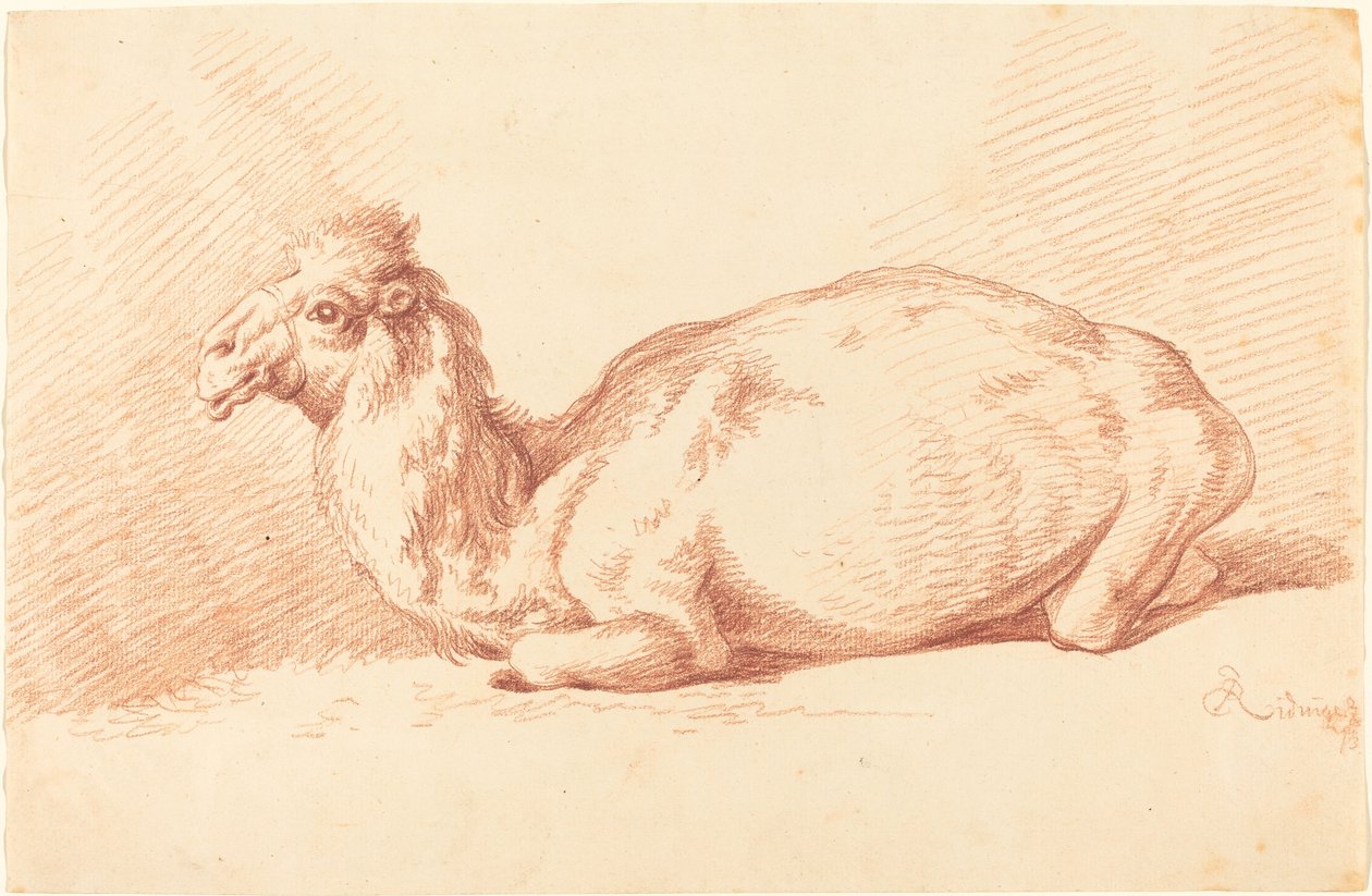 En Dromedar af Johann Elias Ridinger