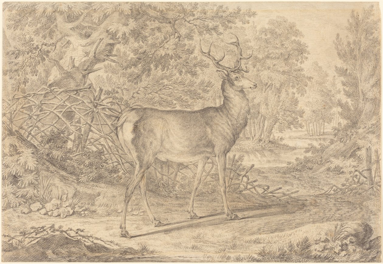En prægtig ung kronhjort foran et flethegn af Johann Elias Ridinger