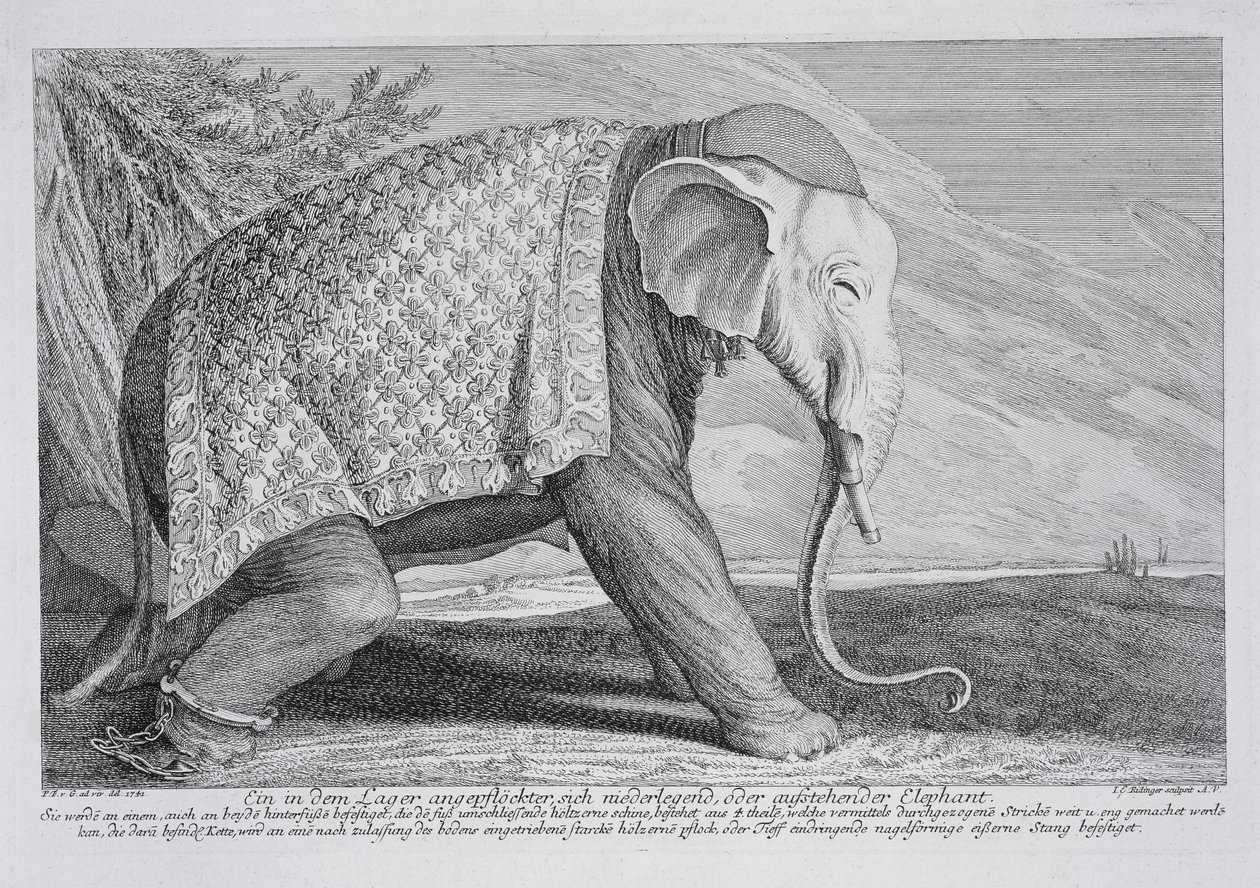 En elefant af Johann Elias Ridinger or Riedinger