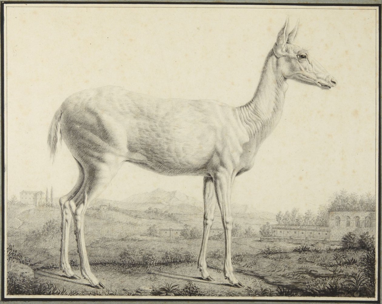 Hjort af Johann Elias Ridinger