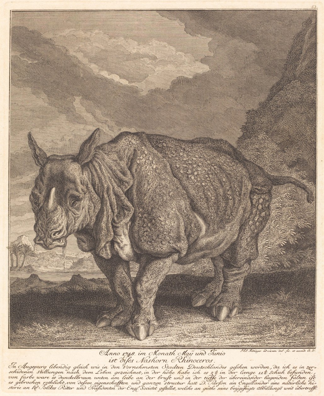 Næsehorn næsehorn af Johann Elias Ridinger