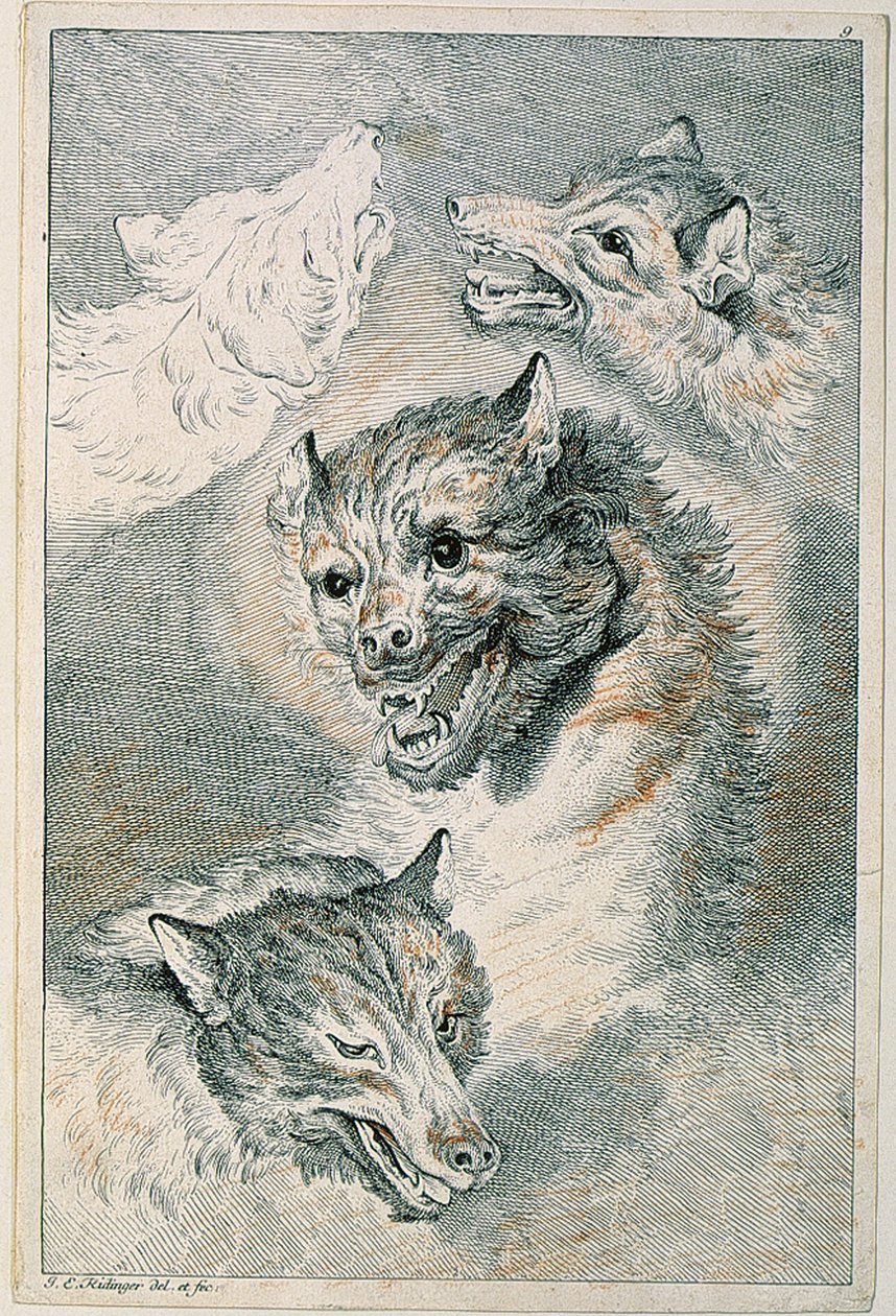 Fire ulvehoveder af Johann Elias Ridinger