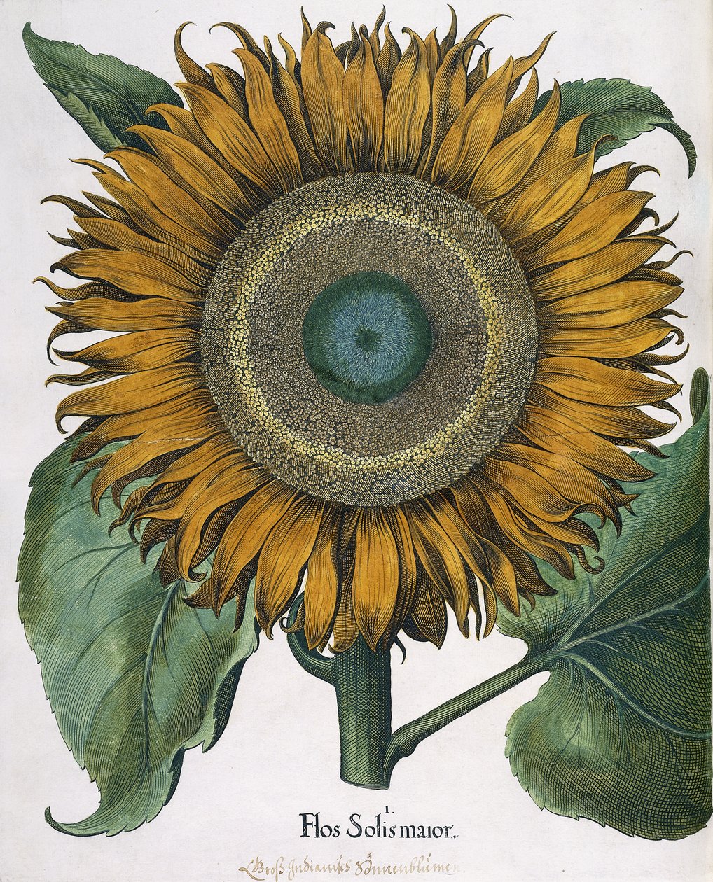 Flos Solis Major, 1613 af Johann Ernst Rentsch