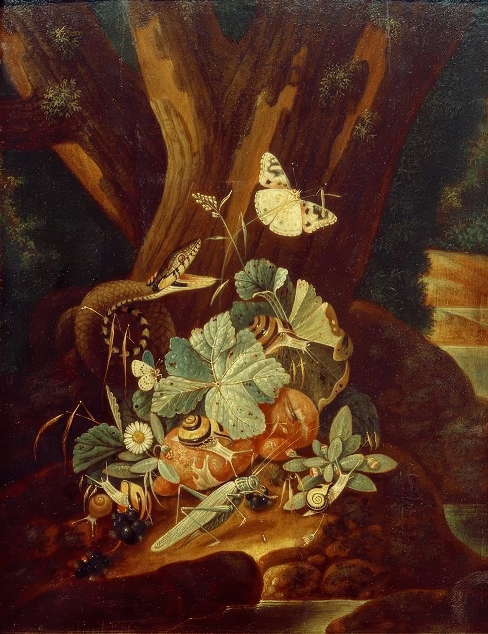 Insekter, snegle og slange af Johann Falch