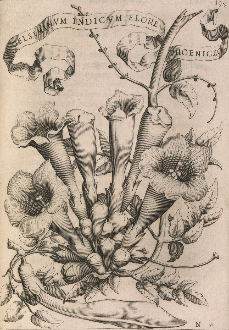 Gelsiminvm indicvm flore fønikisk, 1633. af Johann Friedrich Greuter