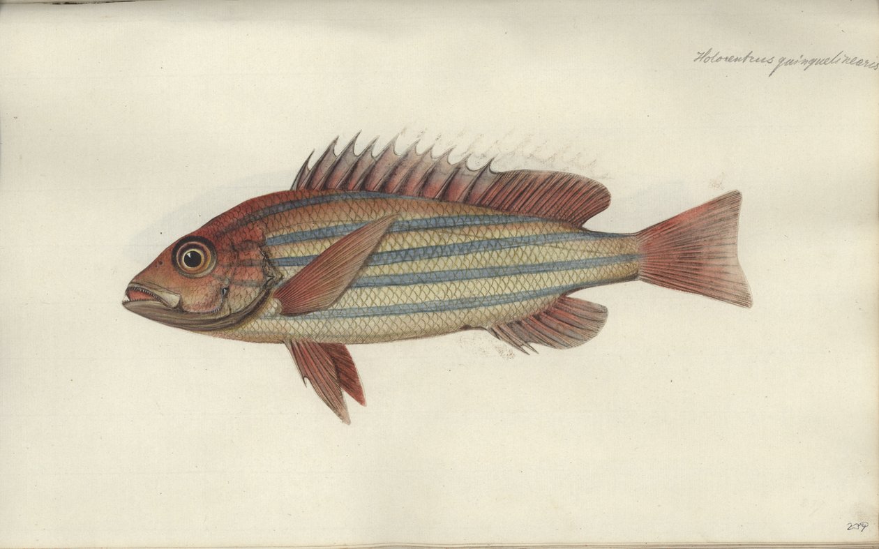 Lutjanus quinquelineatus, før 1790 af Johann Friedrich Hennig