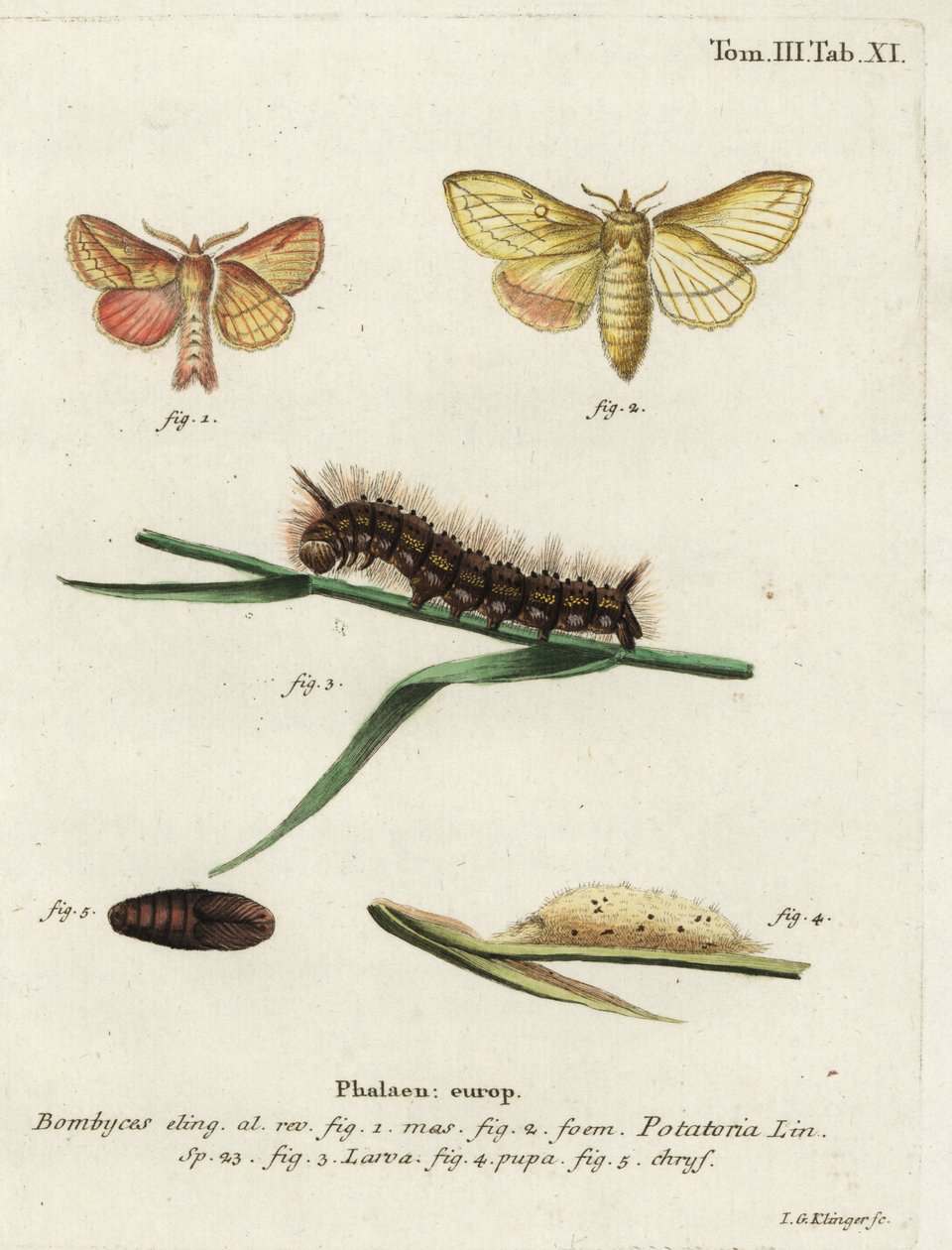 Drikkemøl, Euthrix potatoria. af Johann Georg Klinger