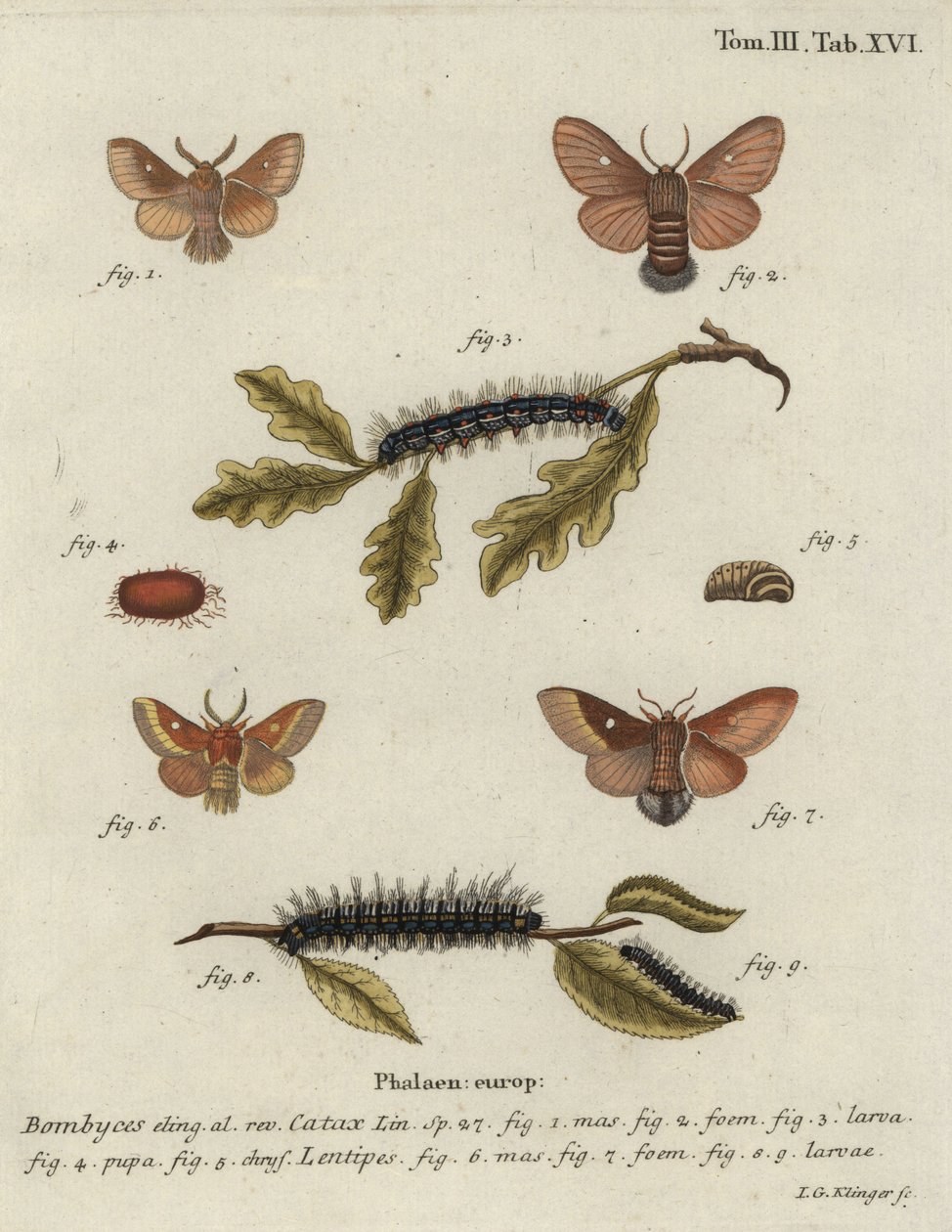 Østlige æg, Eriogaster catax. af Johann Georg Klinger