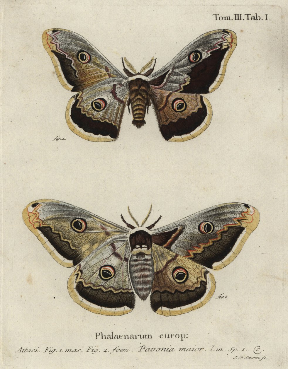 Kejsermøl, Saturnia pavonia. af Johann Georg Klinger