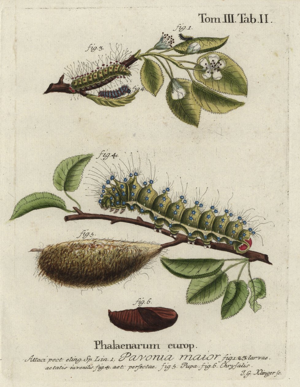 Kejsermøl, Saturnia pavonia, larve, puppe, chrysalis. af Johann Georg Klinger
