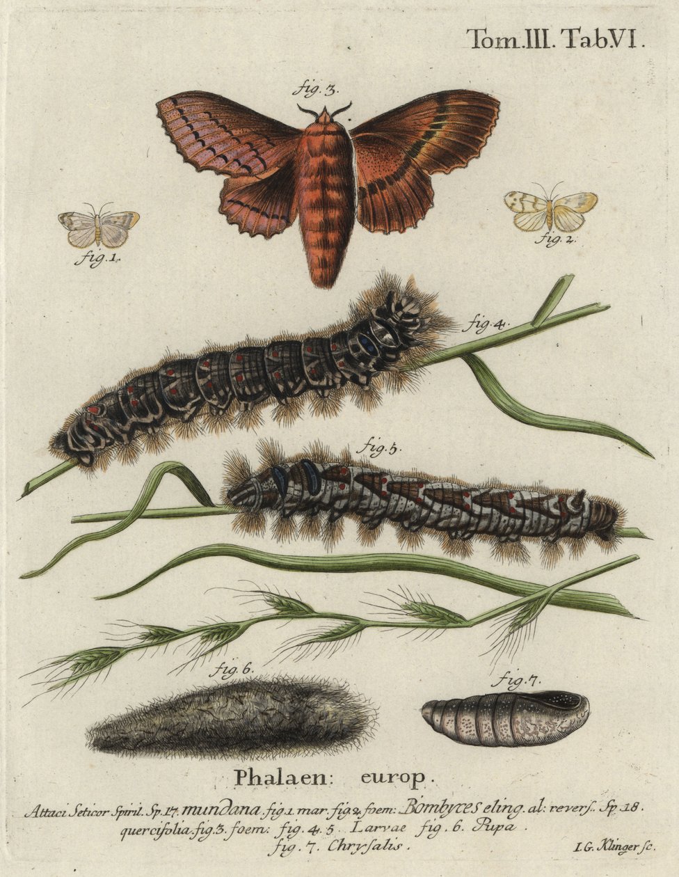 Muslin-fodmand og egeægermøl. af Johann Georg Klinger