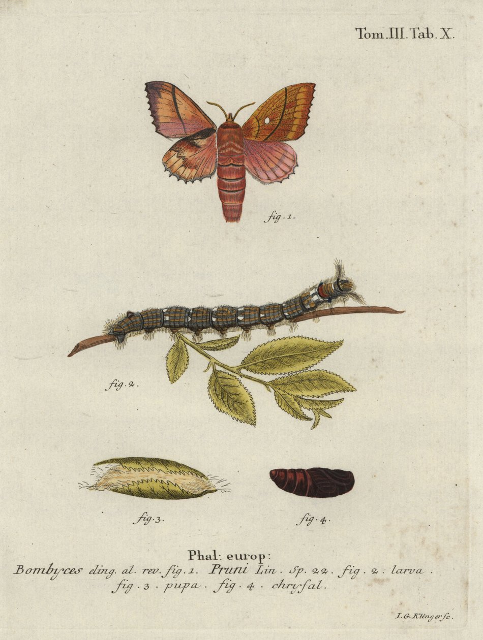 Odonetis blommemøl. af Johann Georg Klinger