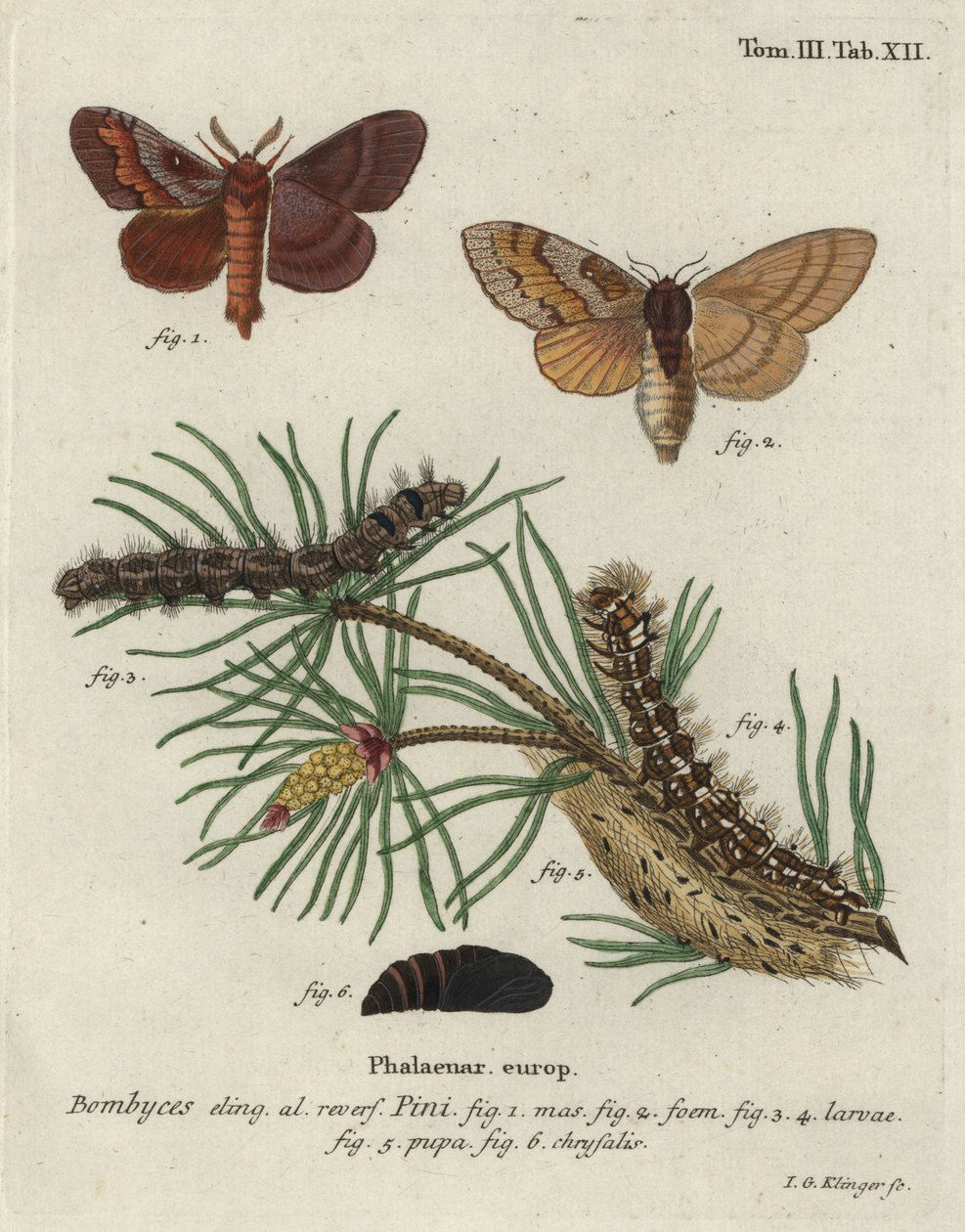 Fyrretræ lappet, Dendrolimus pini. af Johann Georg Klinger