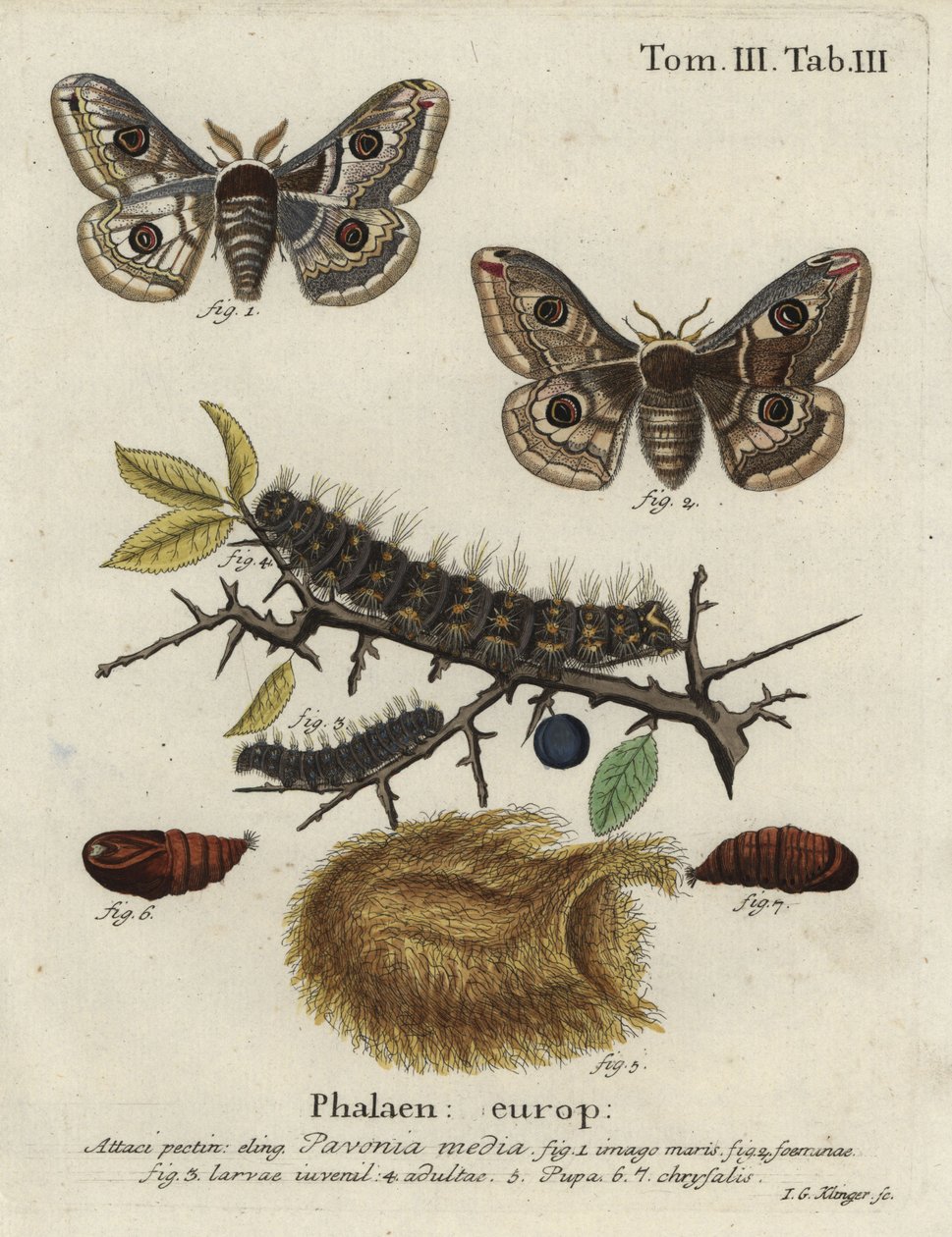 Sloe kejsermøl, Saturnia spini. af Johann Georg Klinger