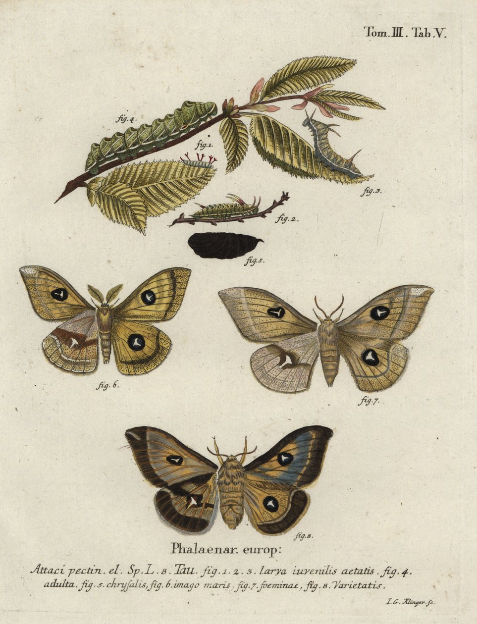 Tau kejsermøl, Aglia tau. af Johann Georg Klinger
