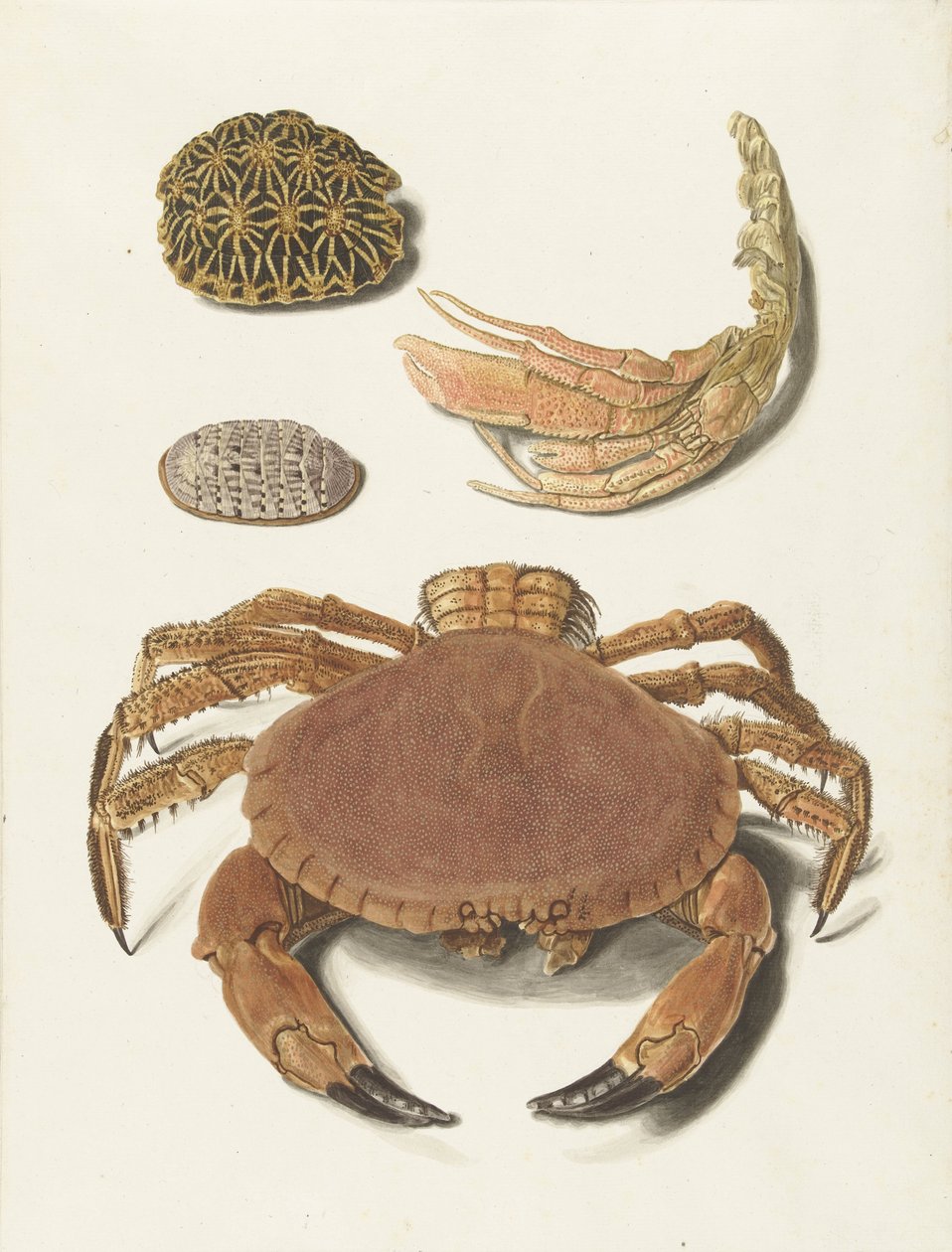 En krabbe, krabbesaks og to skildpaddeskaller af Johann Gustav Hoch
