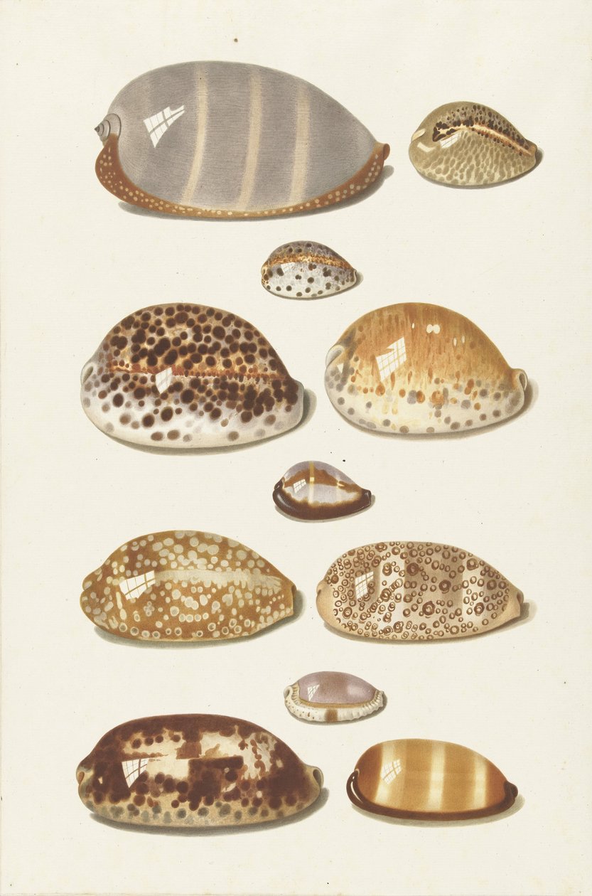 Elleve store og små tropiske cowrie-skaller af Johann Gustav Hoch