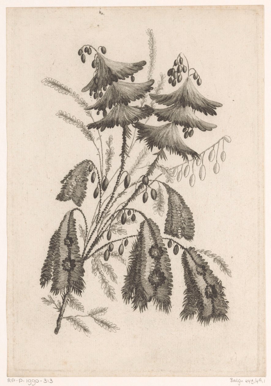 Parasolagtige bloemen Samling af nye smagsblomster; Til Manufacture des Etoffes de Perse (serietitel) af Johann Heinrich  Hess