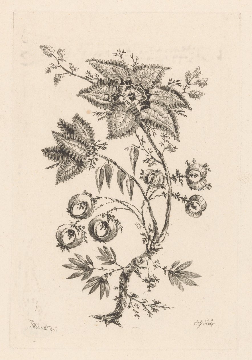 stjerneformede blomster Fleures Baroques (serietitel) af Johann Heinrich  Hess