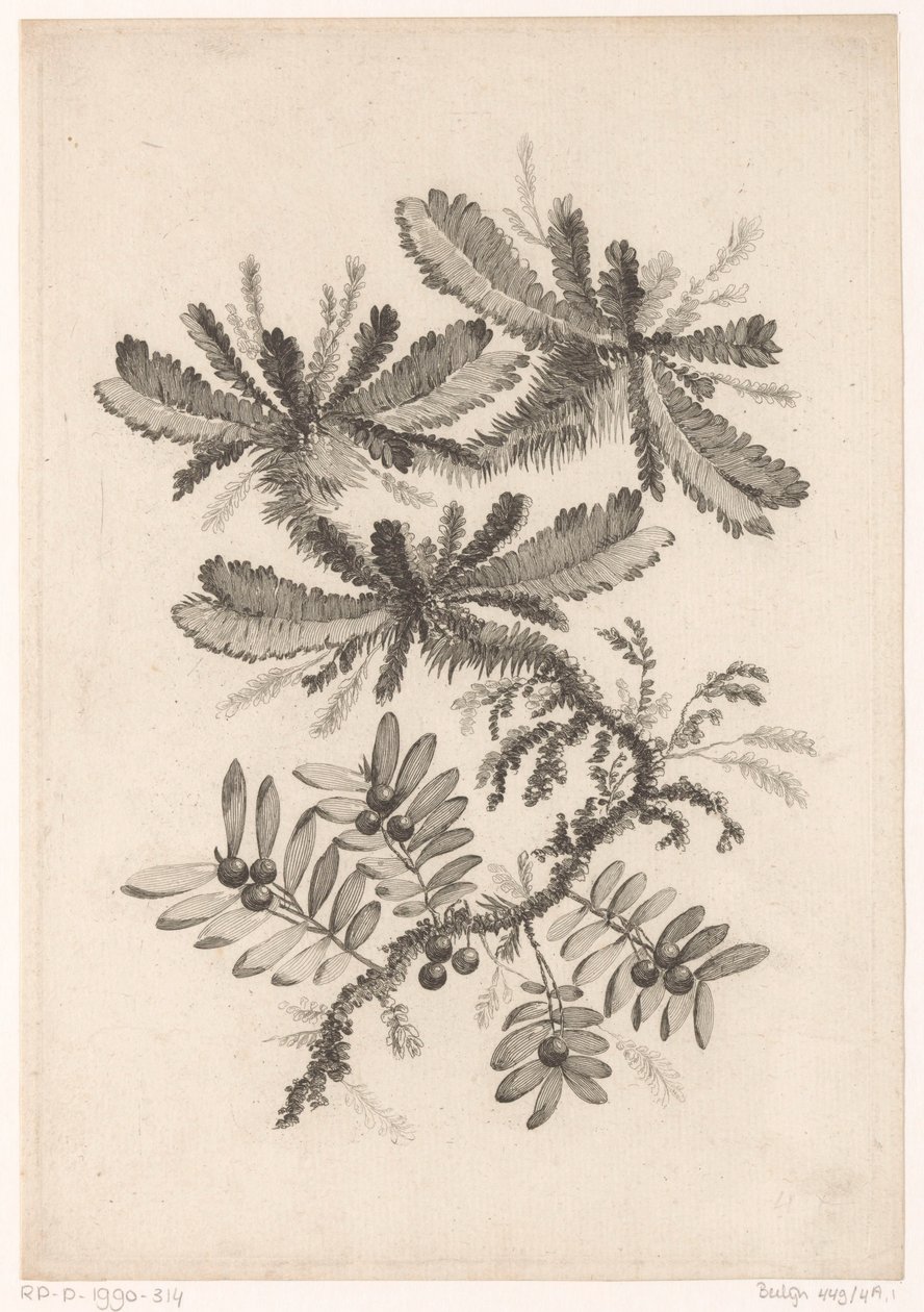 Takken mødte bessen Samling af nye smagsblomster; Til Manufacture des Etoffes de Perse (serietitel) af Johann Heinrich  Hess
