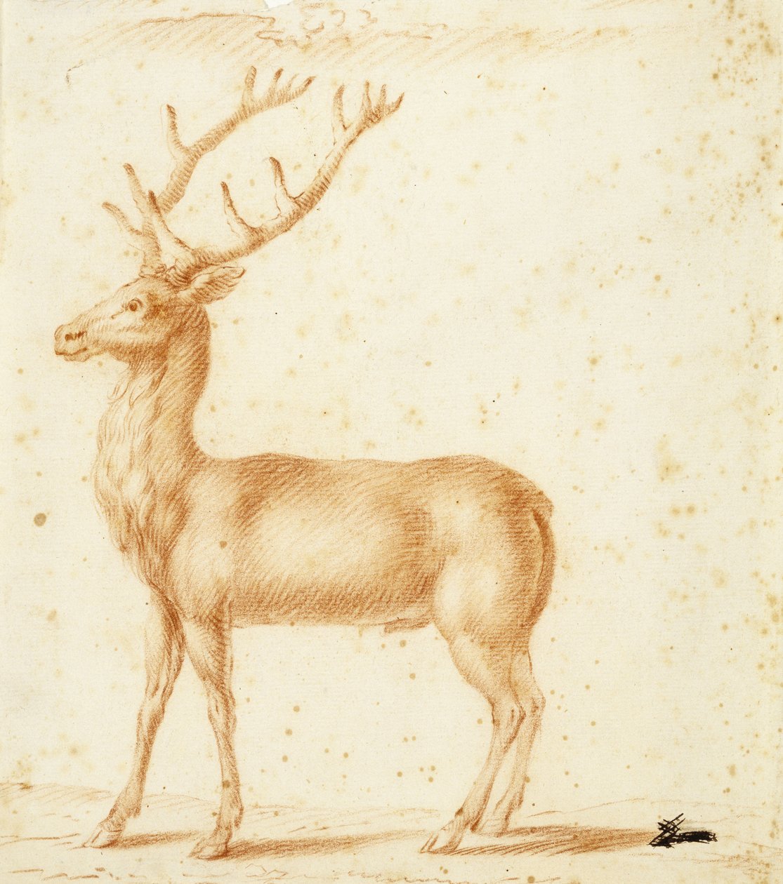 En kronhjort, 1600-tallet (rødt kridt på papir) af Johann Heinrich Roos