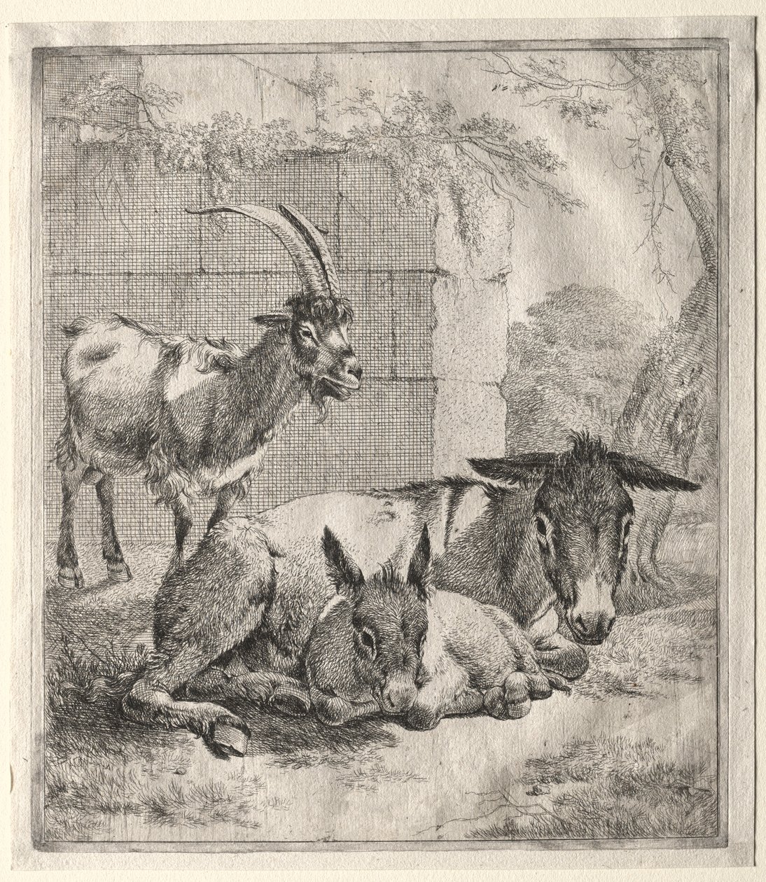 Ged og æsler. af Johann Heinrich Roos