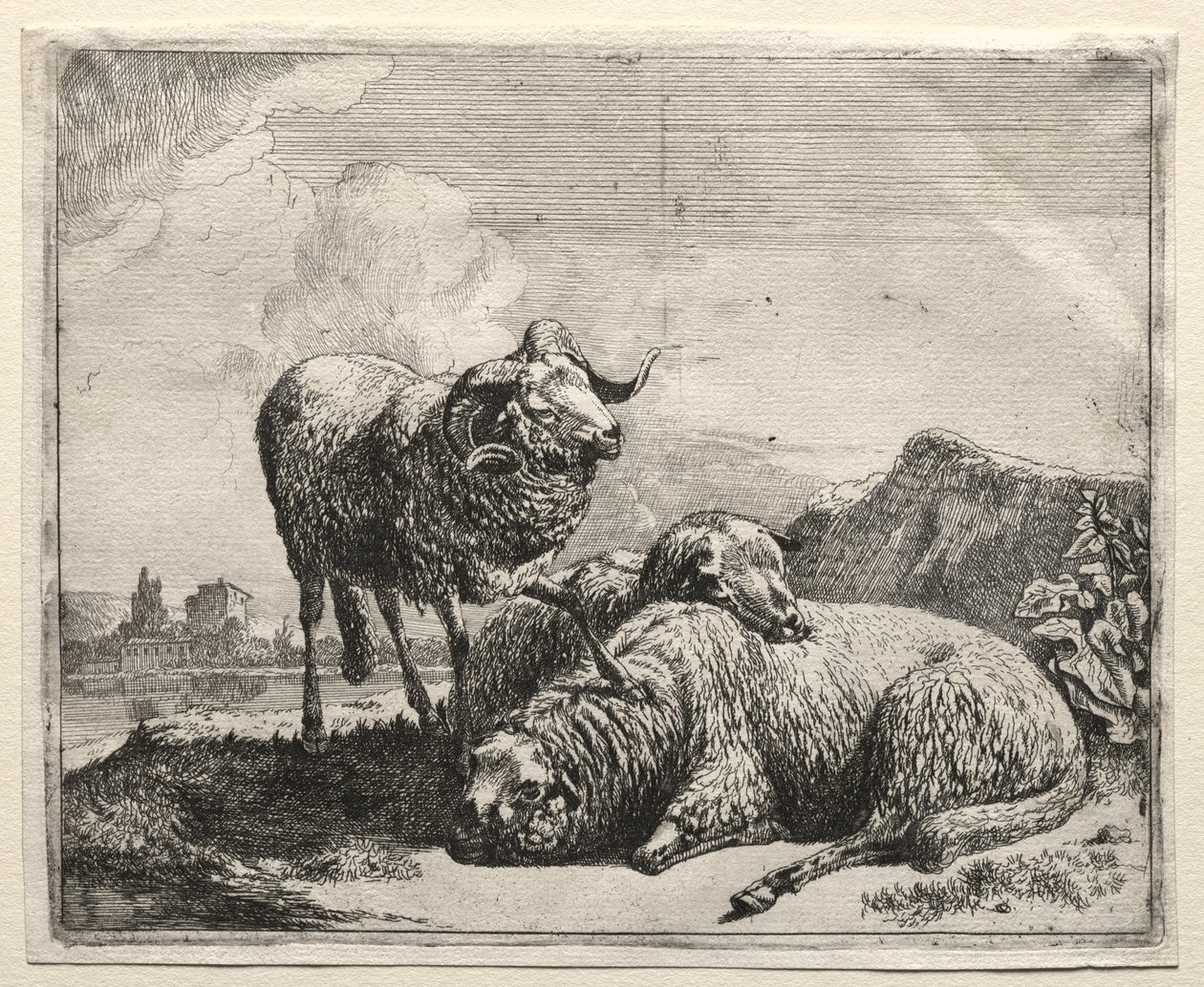 Vædder og to får af Johann Heinrich Roos