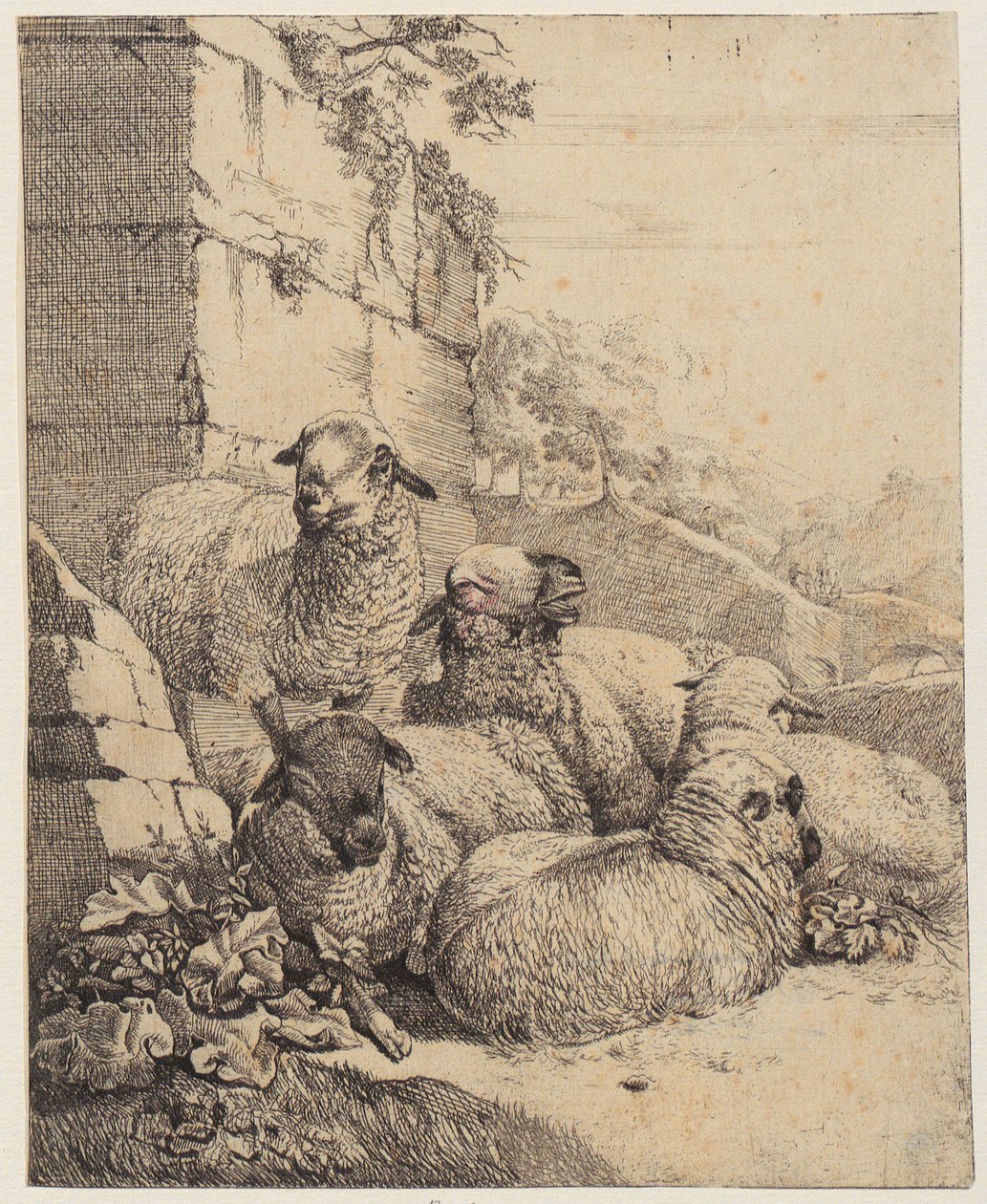 Fire liggende og et stående får foran en mur, blad fra serien „Får og geder“ af Johann Heinrich Roos