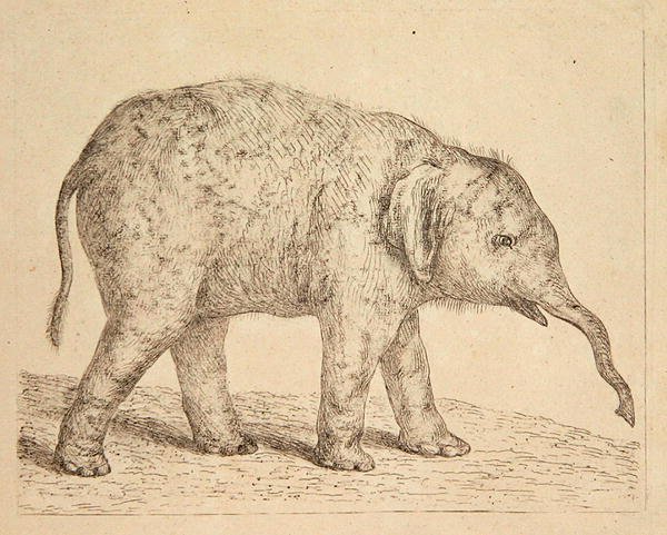 Elefant (ætsning) af Johann Heinrich Wilhelm Tischbein