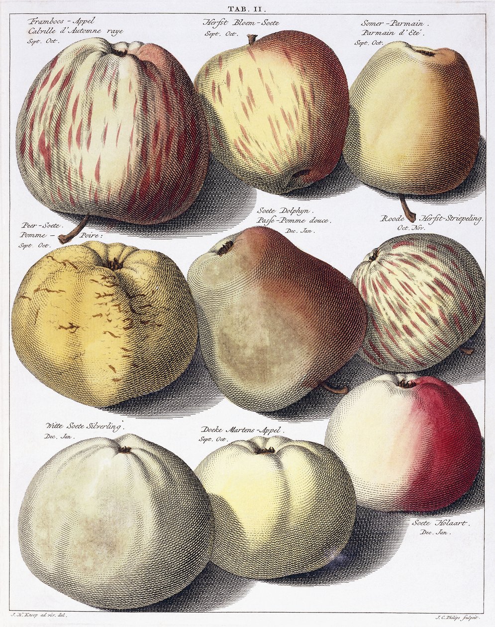 Various apples, 1758dani af Johann Hermann Knoop