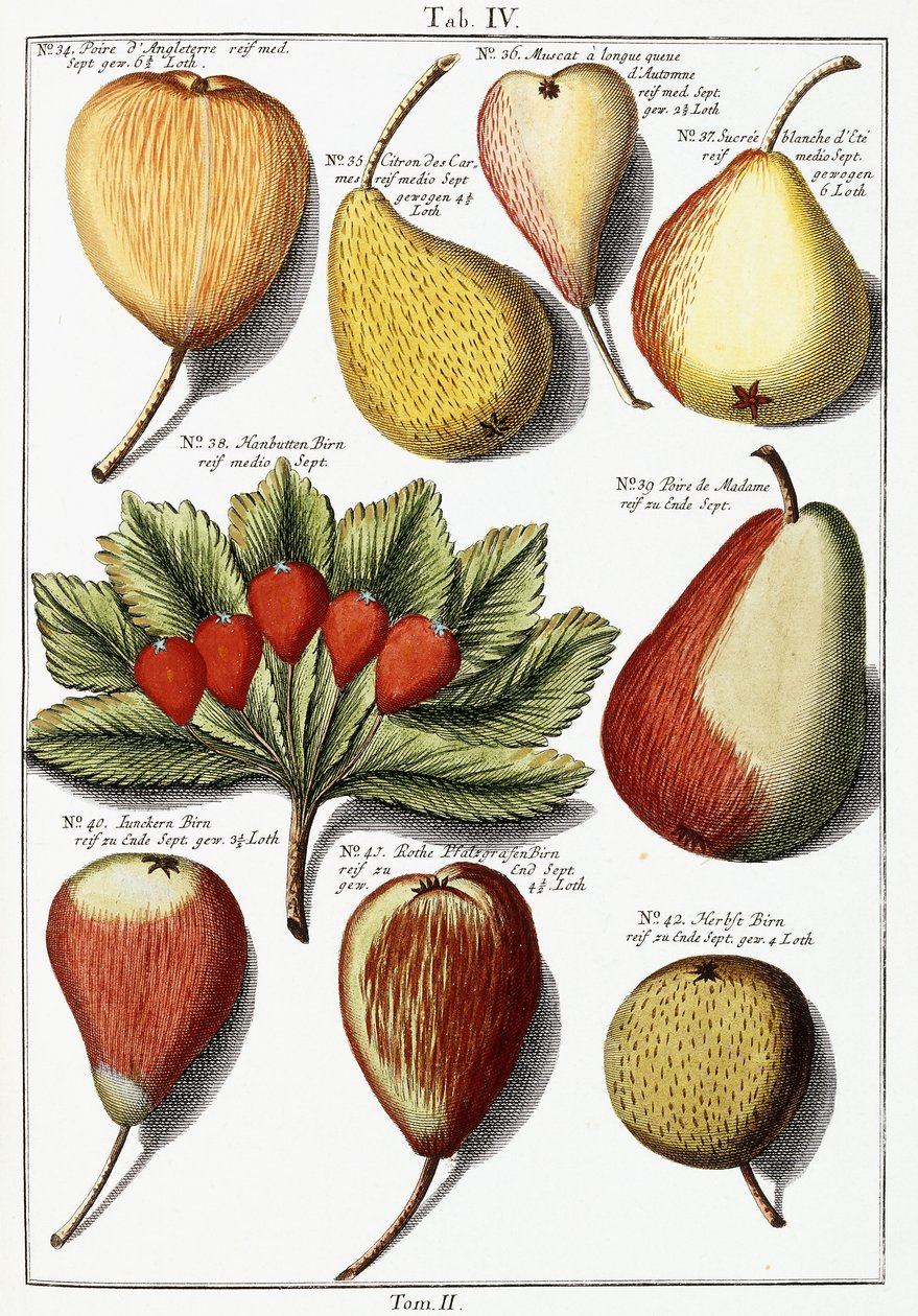 Various pear species, 1760-1766dani af Johann Hermann Knoop