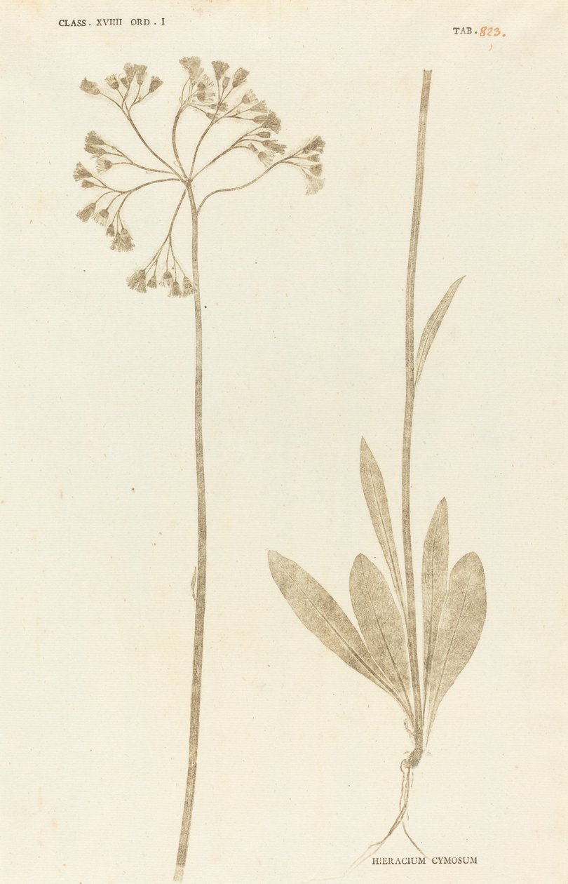 Hieracium Cymosum af Johann Hieronymus Kniphof