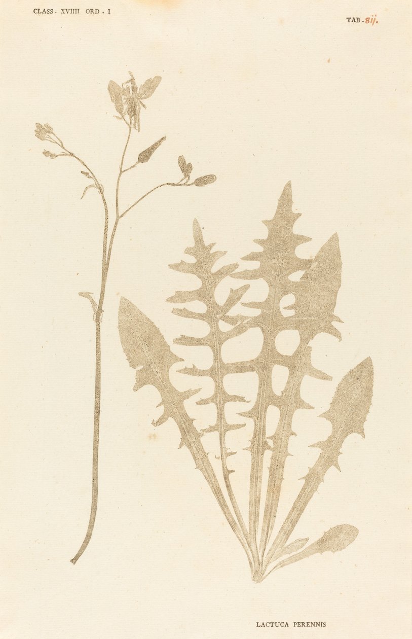 Flerårig salat af Johann Hieronymus Kniphof