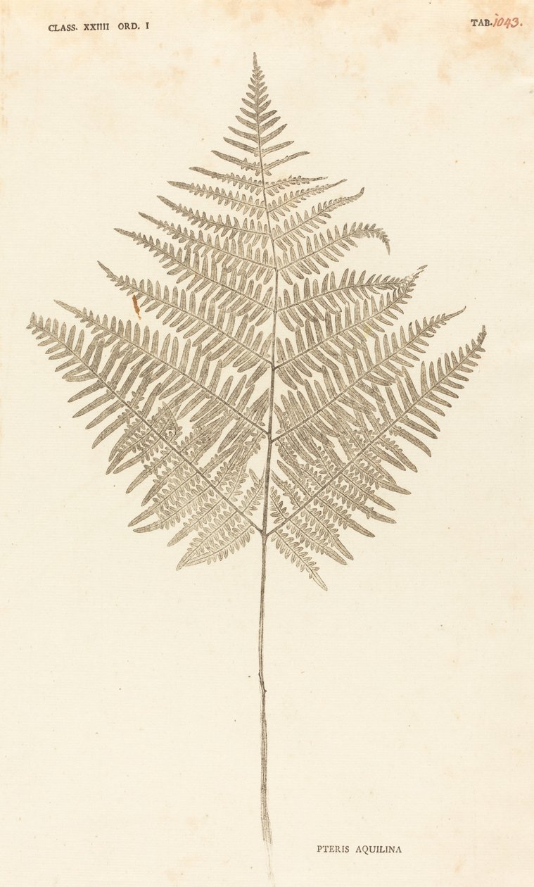 Pteris Aquilina af Johann Hieronymus Kniphof