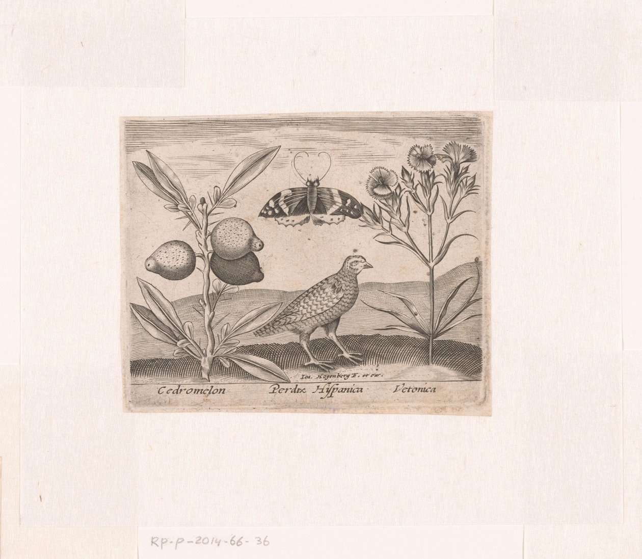 Serie af tryk med blomster og dyr i et landskab Landskab med citronplante, vagtel og speedwell Landskaber med dyr, planter og blomster (serietitel) af Johann Hogenberg