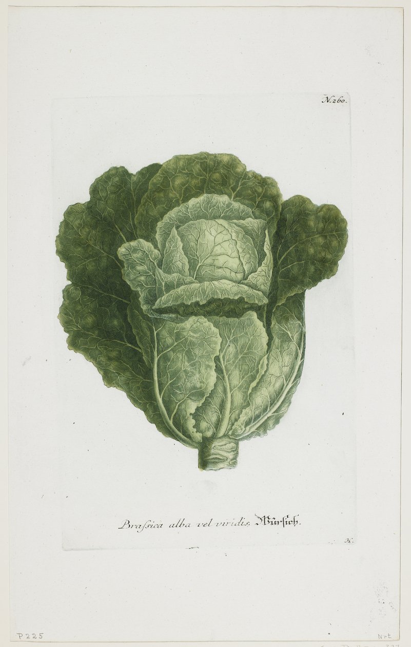 Brassica alba vel viridis, fra Phytanthoza Iconographia, 1735-45 af Johann Jakob Haid