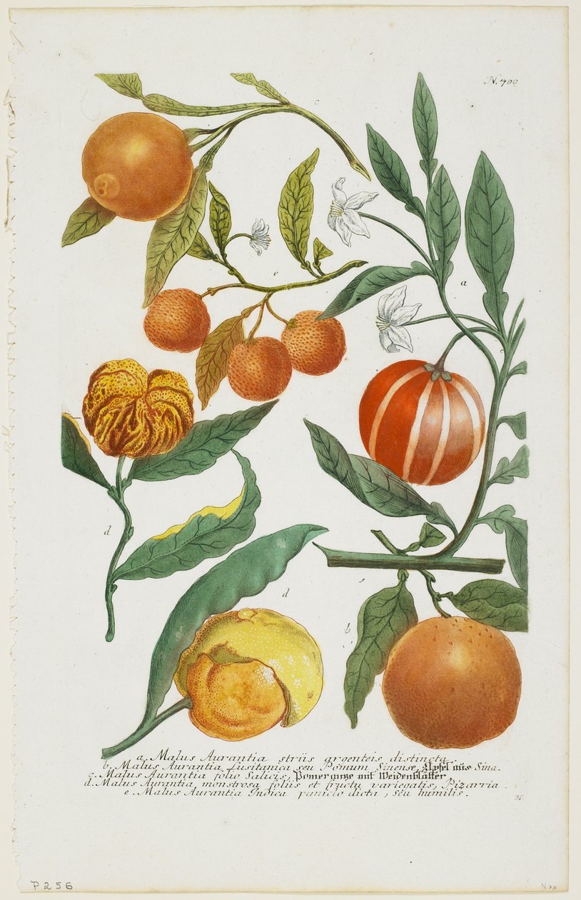 a-e Malus Aurantia etc., fra Phytanthoza Iconographia, 1735-45 af Johann Jakob Haid