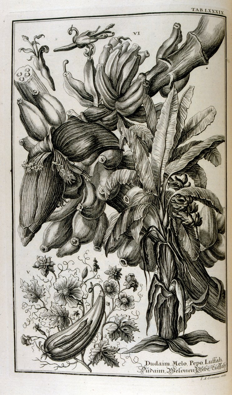 Bibelske planter og frugter inklusive mandrake og melon af Johann Jakob Scheuchzer