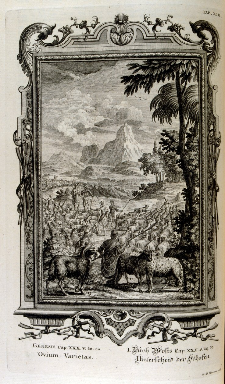 Bibelske sorter af får af Johann Jakob Scheuchzer