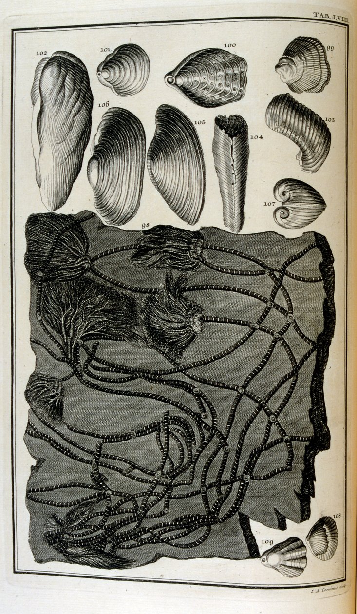 Fossiliserede knogler repræsenterede dyr, der blev ødelagt af den store bibelske oversvømmelse af Johann Jakob Scheuchzer