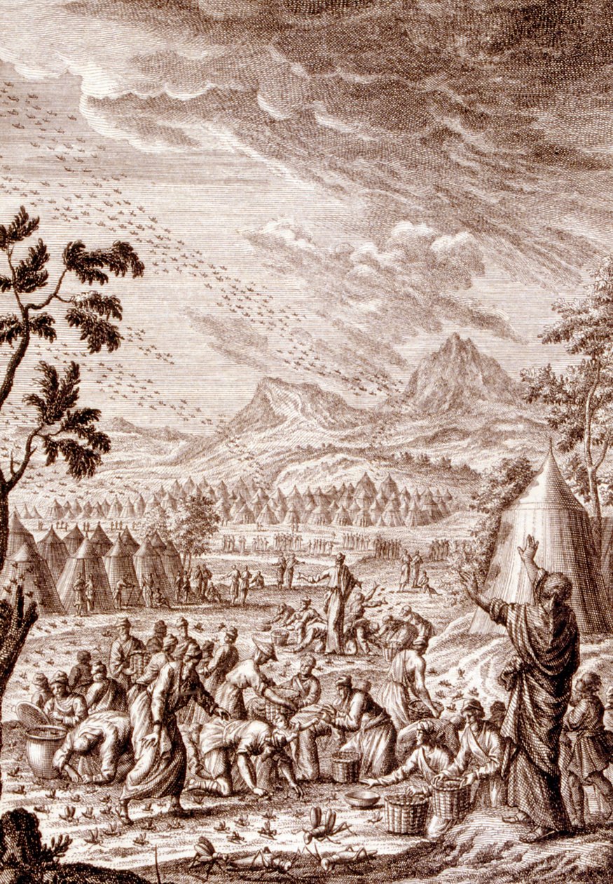 Hebræere, der kæmper mod en græshoppeplag af Johann Jakob Scheuchzer
