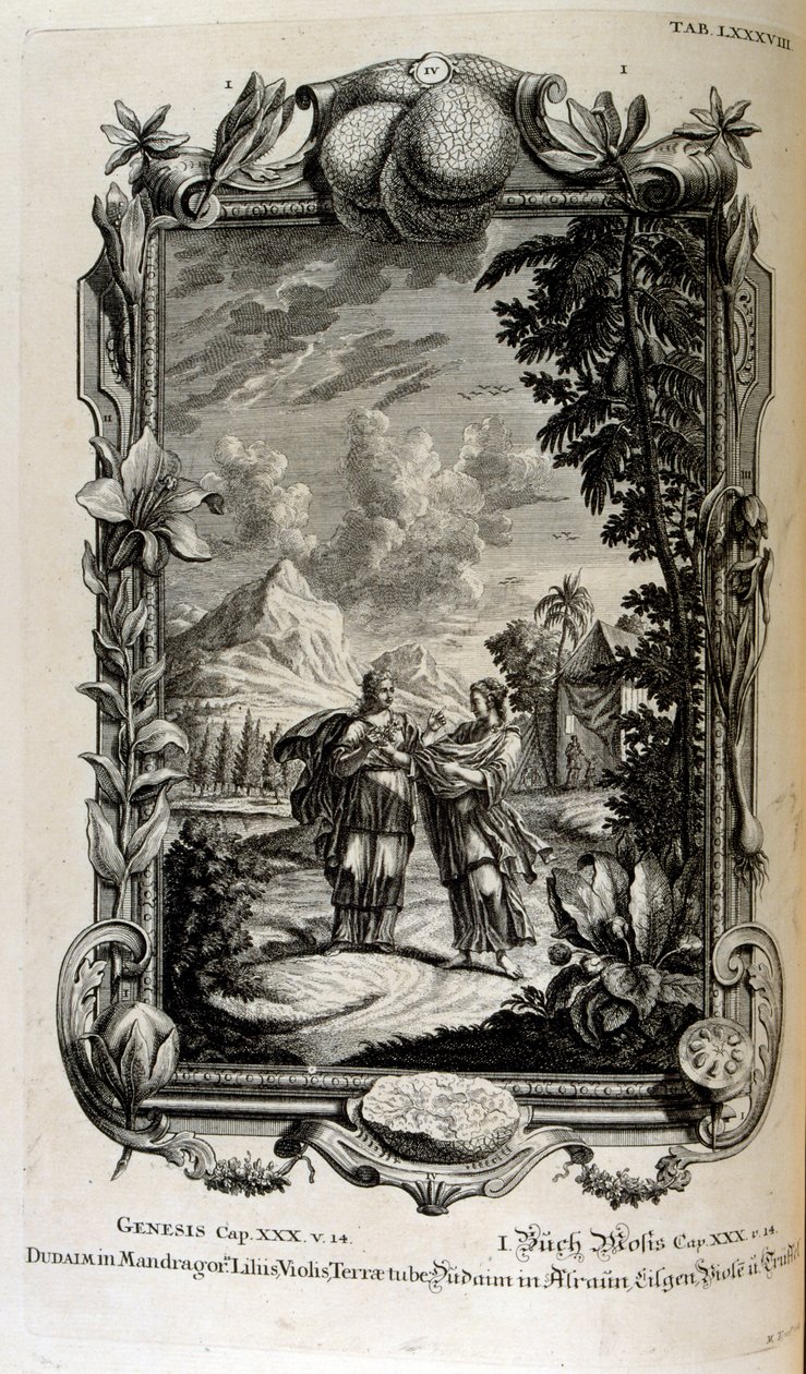 Mandragora plante. Det er ofte kendt som mandrake af Johann Jakob Scheuchzer