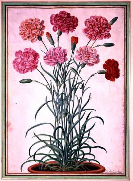 Nelliker vokser fra en potte, tallerken 25 fra Nassau Florilegium (akvarel på papir) af Johann Jakob Walther