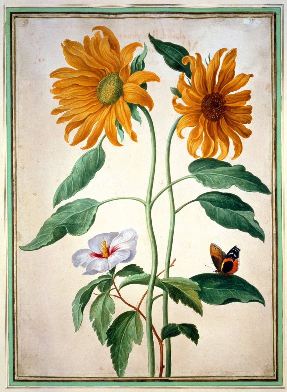Solsikker, tallerken 18 fra Nassau Florilegium (wc på papir) af Johann Jakob Walther
