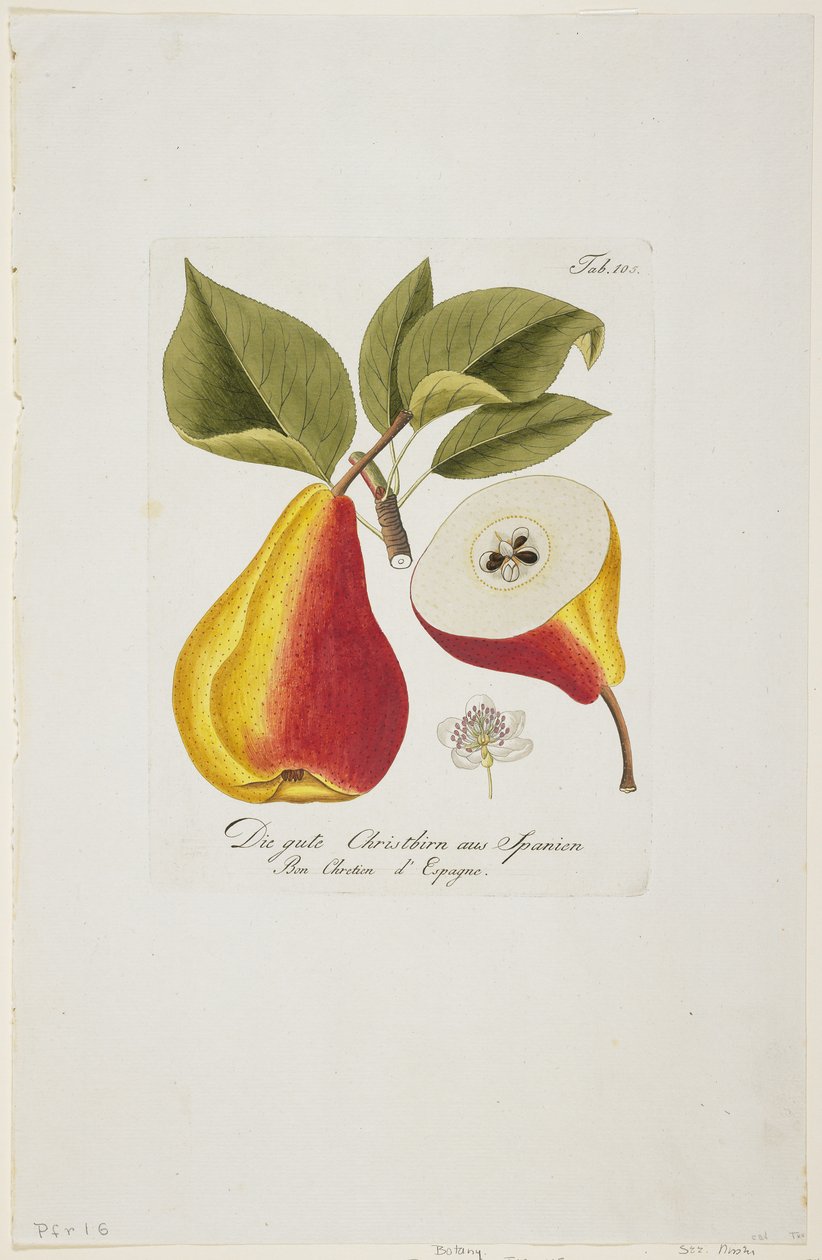Die gute Christbirn aus Spanien fra "Pomona Austriaca, ou Arbres Fruitiers D