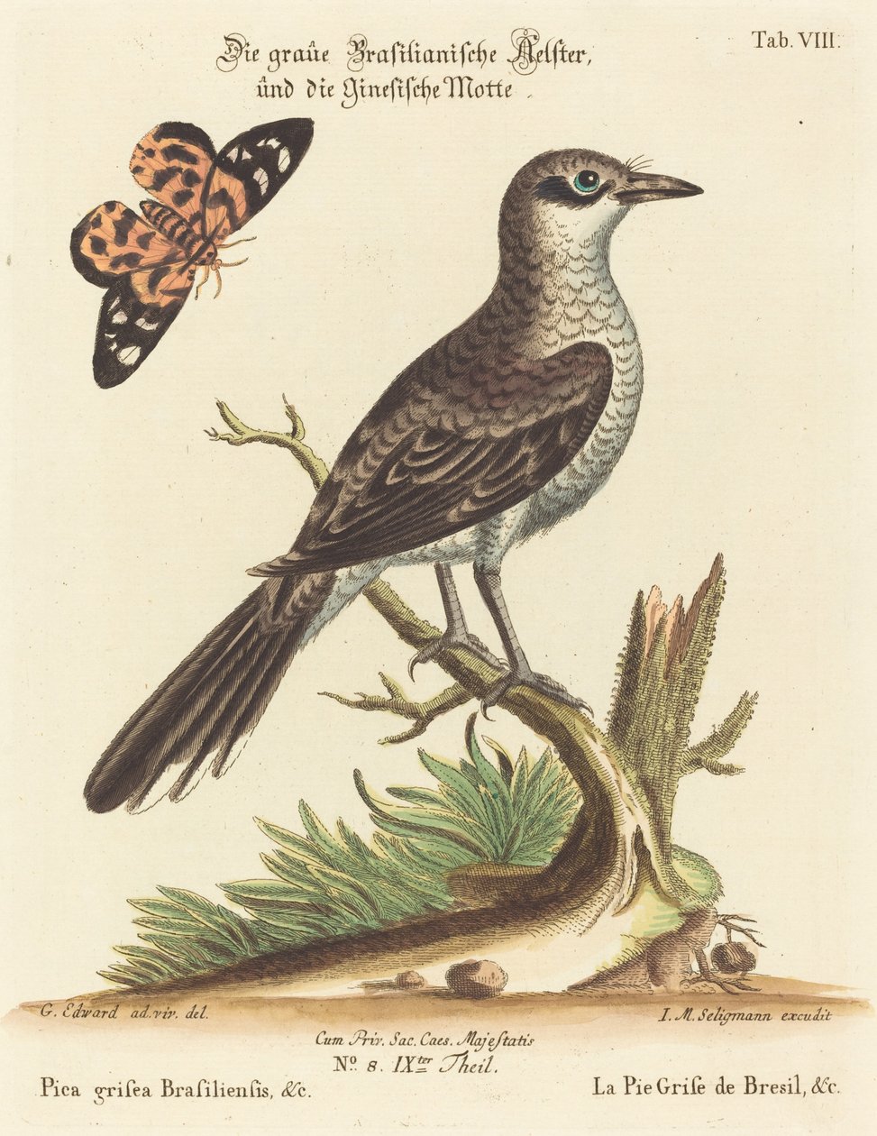 Pica grisea Brasiliensis af Johann Michael Seligmann after George Edwards