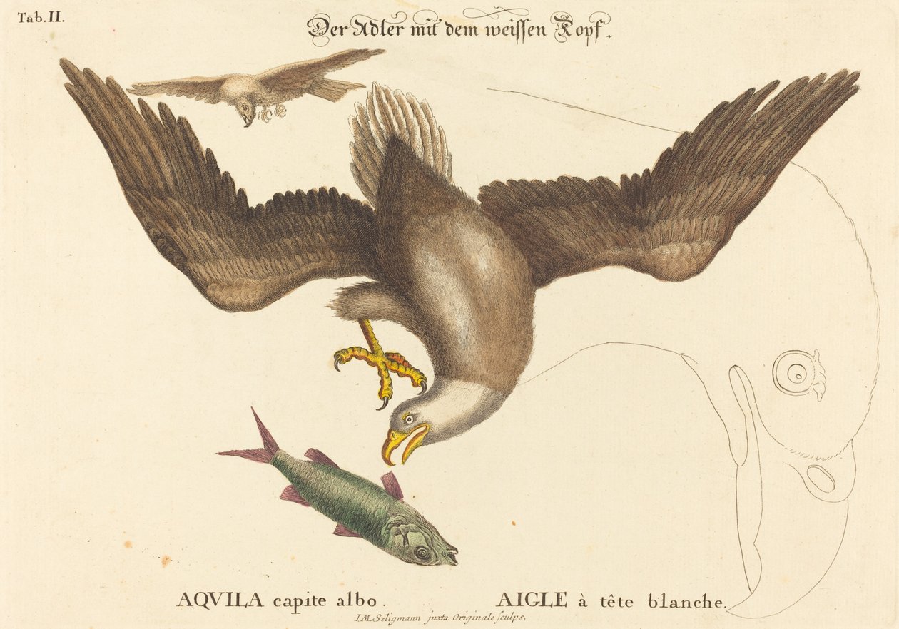 Den skaldede ørn (Falco leucocephalus) af Johann Michael Seligmann after Mark Catesby