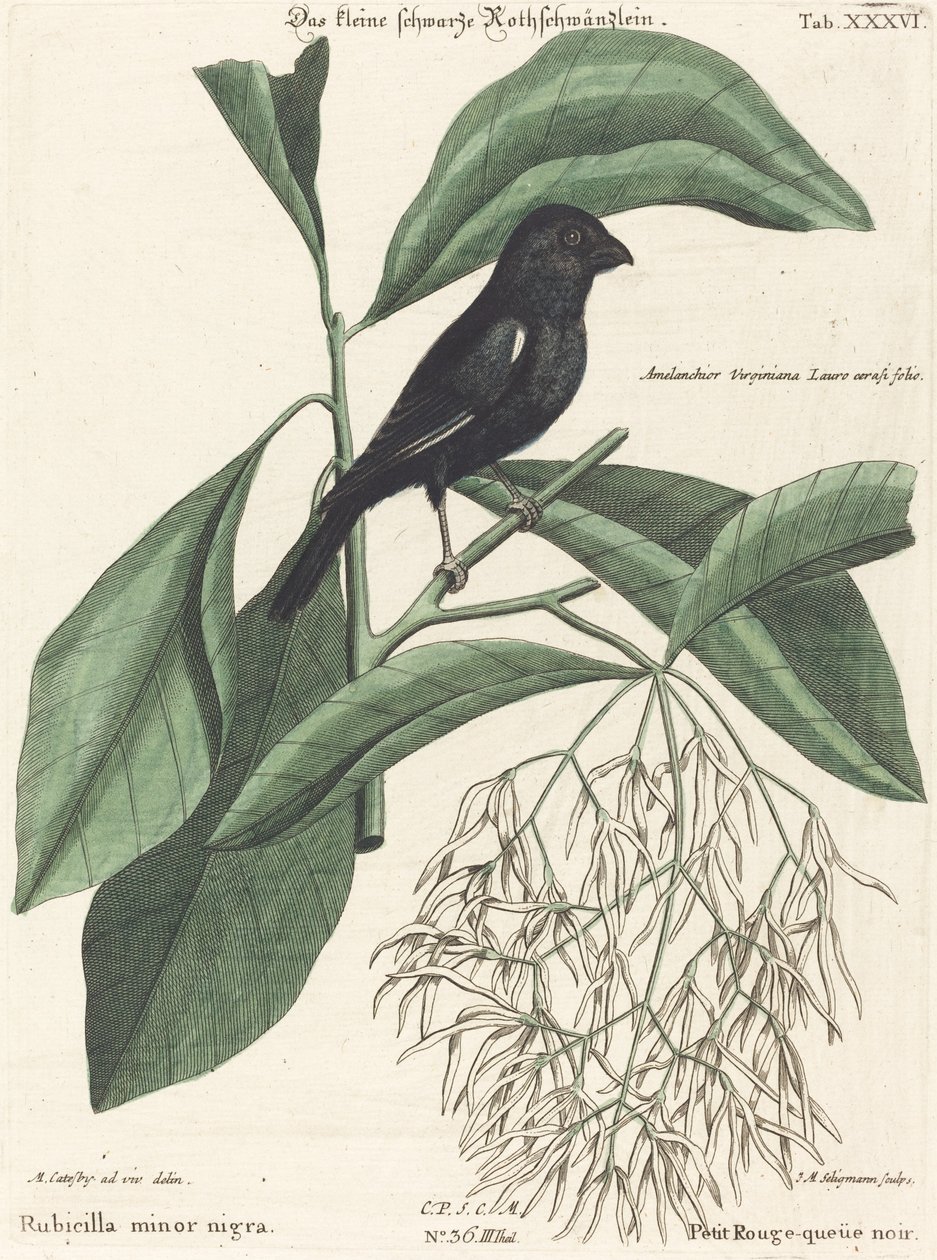 Den lille sorte bullfinch (Rubicilla minor nigra) af Johann Michael Seligmann after Mark Catesby