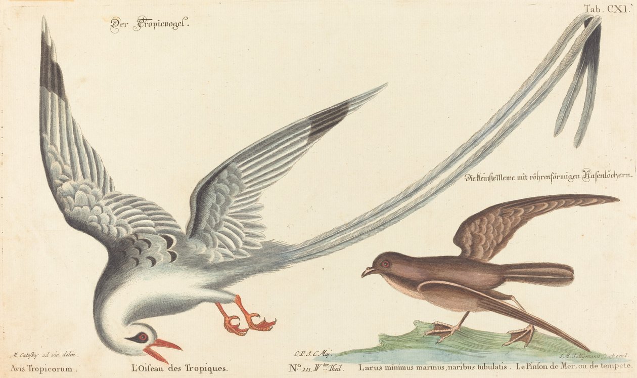 Tropefuglen (Phaeton aethereus) af Johann Michael Seligmann after Mark Catesby